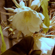 Illustration for article titled My first night-blooming cereus experience! (Being deflowered?)